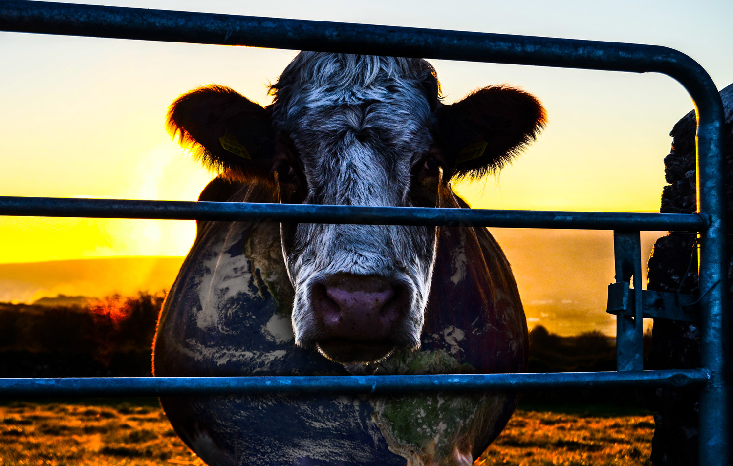 気候変動は「肉食」のせい?環境保護のタブーに切り込むドキュメンタリー『Cowspiracy』を賛同できなくても観るべき理由 Featured