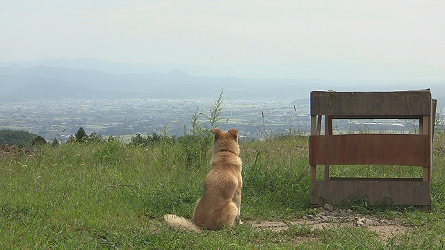 震災で感じた動物の生死を人間が決めることの意味-『犬と猫と人間と2 動物たちの大震災』 Featured